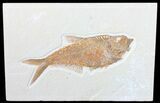 Nice, Diplomystus Fossil Fish - Wyoming #50861-1